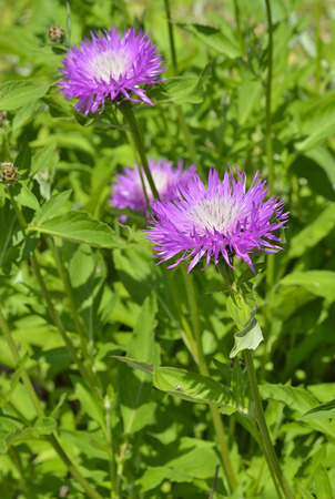 A close up of the blooming medicinal herb (Rhaponticum carthamoides).の写真素材