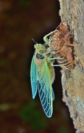 A close up of the new-born cicada on its skin.の写真素材