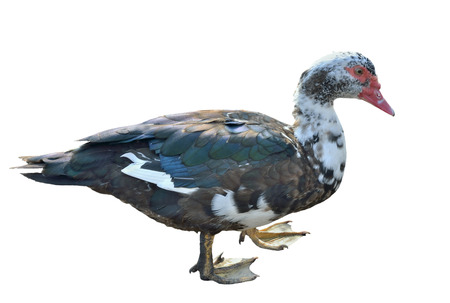 A close up of the musk duck, drake, profile. Isolated on white.の写真素材
