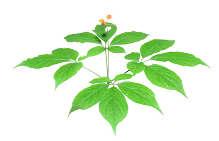A close up of the most famous medicinal plant ginseng (Panax ginseng). Isolated on white.の写真素材
