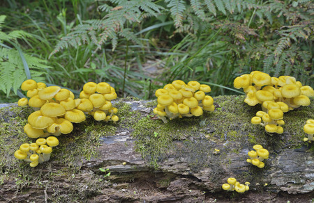 A close up of the edible mushrooms (Pleurotus citrinopileatus) on tree.の写真素材