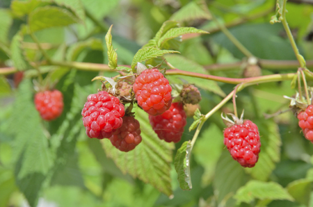 A close up of the berries raspberry on branch.