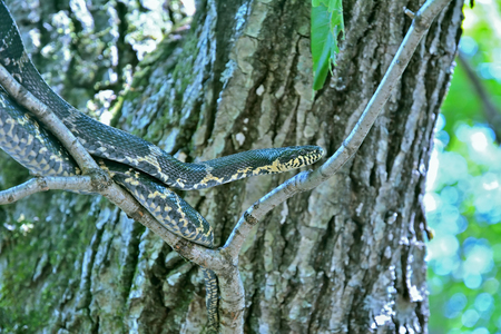 A close up of the snake (Elaphe schrenckii) on tree.