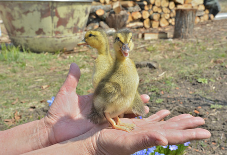 A close up of the very small ducklings on hands.の写真素材