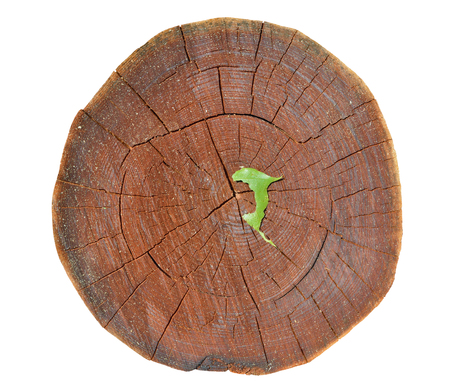 A close up of the cut of an cork tree (Phellodendron amurense). Isolated on white.の写真素材