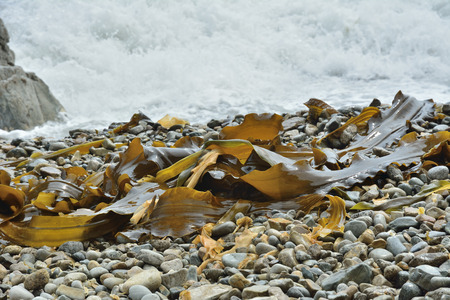 A close up of the drift-weed on beach.