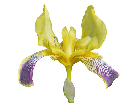 A close up of the flower cultivated iris. Isolated on white.