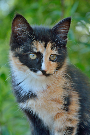 A close up of the small multicolored kitten.の写真素材