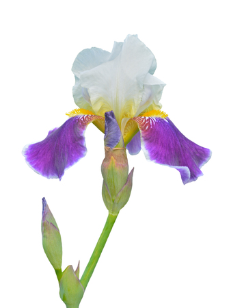 A close up of the flower cultivated iris. Isolated on white.の写真素材