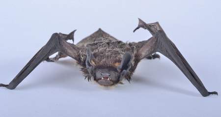 A close up of the small bat.の写真素材