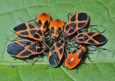 A close up of the red and black bugs (Pyrrhocoris apterus) on leaf, imago and larva.