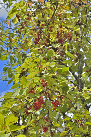 A close up of the Far-Eastern medicinal plant (Schisandra chinensis) with berries.の写真素材