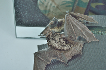 A close up of the small bat before mirror.の写真素材