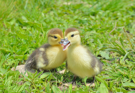 A close up of the very small ducklings on grass.の写真素材