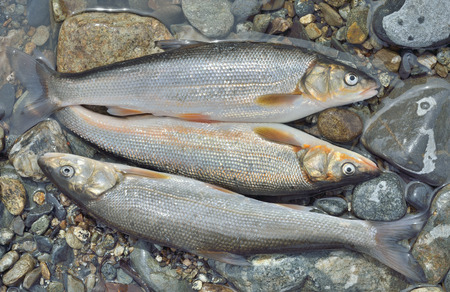 A close up of the catch of fish (Leuciscus brandti) on stones.の写真素材