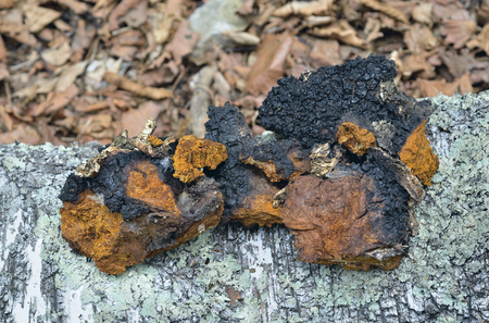 A close up of the medicinal birch mushroom (Inonotus obliquus).の写真素材