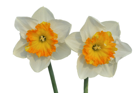 A close up of the flowers narcissus. Isolated on white.の写真素材