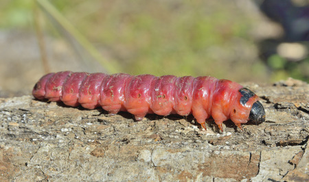 A close up of the red caterpillar.の写真素材