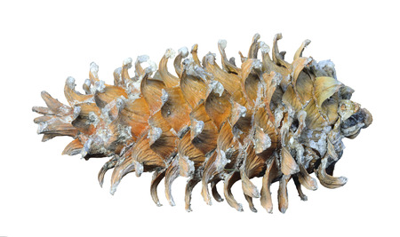 A close up of the cone of cedar pine (Pinus koraiensis). Isolated on white.