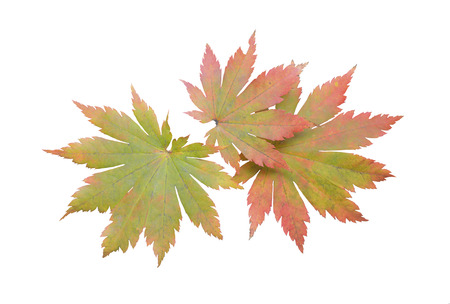 A close up of the red leaves of maple (Acer pseudosieboldianum). Isolated on white.