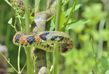 A close up of the snake (Rhabdophis tigrina).の写真素材