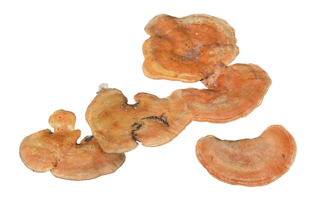 A close up of the mushrooms (Pycnoporus cinnabarinus). Isolated on white.