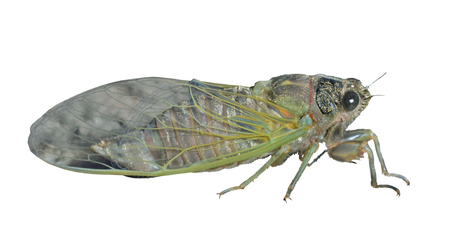 A close up of the cicada (Cicadidae). Isolated on white.の写真素材