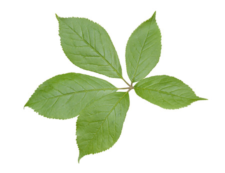 A close up of the medicinal plant (Eleutherococcus senticosus). Isolated on white.の写真素材