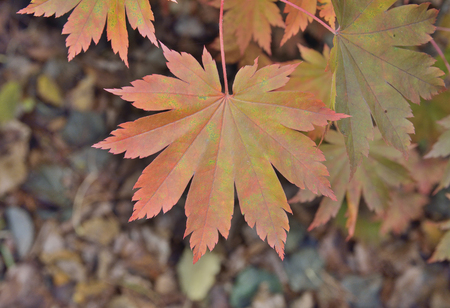 A close up of the red leaf of maple (Acer pseudosieboldianum).の写真素材