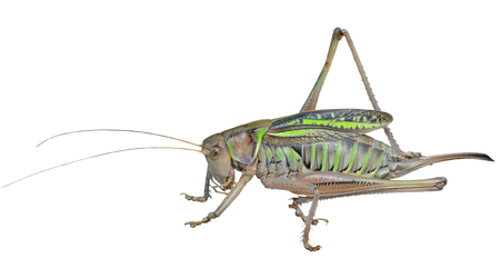 A close up of the doe of grasshopper. Isolated on white.の写真素材