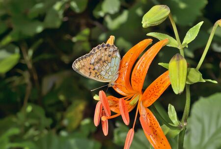 A close up of the butterfly (Brenthis) on flower of wild lily.の写真素材