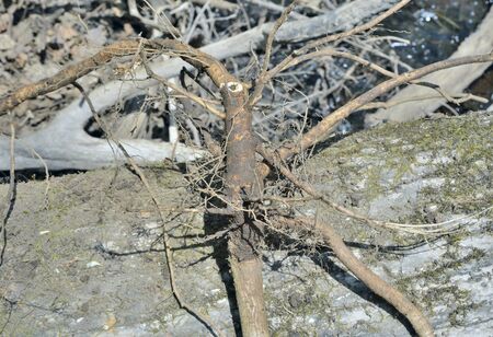 A close up of the roots medicinal plant (Eleutherococcus senticosus).の写真素材