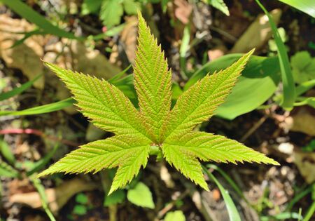 A close up of the young leaf of herb meadow-sweet (Filipendula palmate).の写真素材