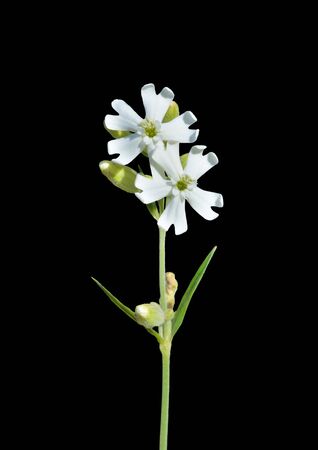 A close up of the white flowers (Siline repens). Isolated on black.の写真素材