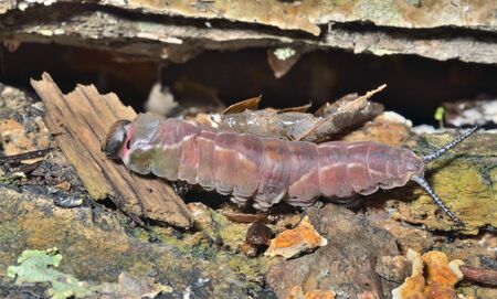 A close up of the caterpillar (Cerura erminea).の写真素材