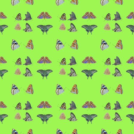 The different variegated butterflies. Seamless pattern on green background, own isolated photographs of the author of the pattern are used.の写真素材
