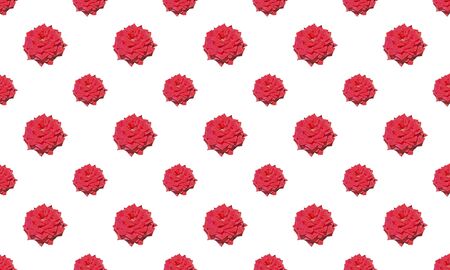 A red rose. The seamless pattern on white background, own isolated photographs of the author of the pattern are used.の写真素材