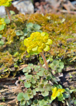 A close up of the small yellow flower golden saxifrage (Chrysosplenium pilosum). Early spring.の写真素材