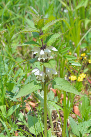 A close up of the blooming plant dead-nettle (Lamium barbatum).