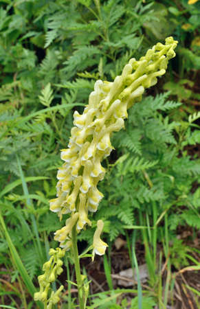 A close up of the flowers of aconite (Aconitum kirinense).の写真素材