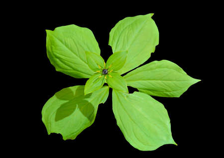 A close up of the blooming noxious herb Paris (Paris hexaphylla). Isolated on black.