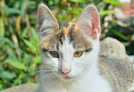 A close up of the multicolored cat.の写真素材