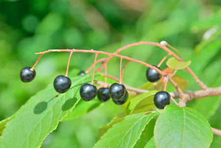 A close up of the branch of bird-cherry tree with berries.
