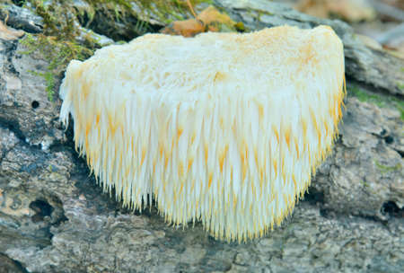 A close up of the edible mushroom (Hericium erinaceus) on tree.の写真素材