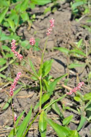 A close up of the blooming medicinal herb lady's thumb (Persicaria maculata).