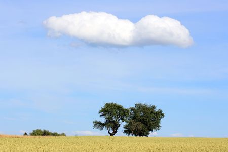 this image shows a landscape with treescloud and cornfieldの写真素材