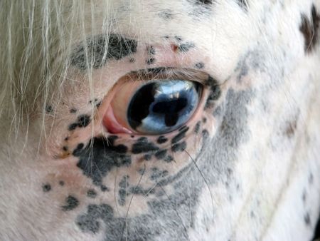 Horse Eyeの写真素材