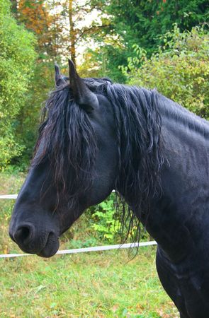 Horse Face
