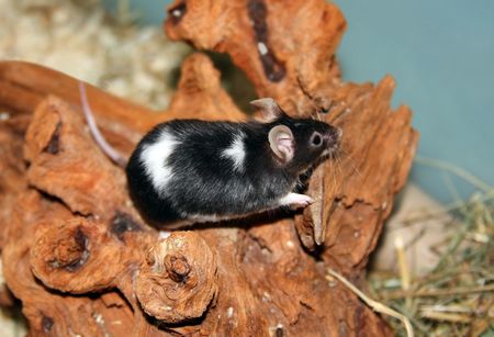 Little Mouseの写真素材