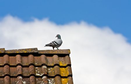 Pigeon at Roofの写真素材